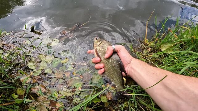 Fisherman Releasing Common Bream (Abramis brama) into Pond, Catch and Release Concept with Bait