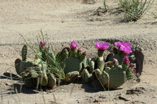 A beavertail cactus raises its deep pink flowers in the desert along Temple Mountain Road near Goblin Valley in Utah