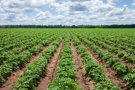 Rows of potato plants in a field below clouds in northern Minnesota on a sunny summer day