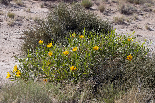 A large clump of Dune Sunflowers in bloom along Temple Mountain Road, near Goblin Valley State Park in Utah
