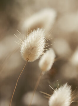 Samtgras (Lagurus ovatus)