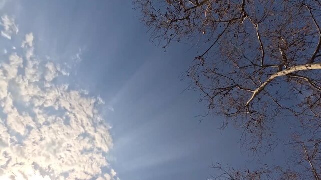 Skyward Time-lapse of Moving Clouds and Bare Tree