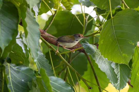 Common Tailorbird among foliage