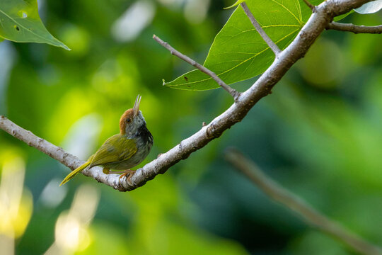 Common Tailorbird singing