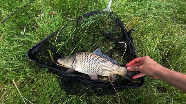 Fisherman holding Common Carp (Cyprinus carpio) in landing net on green grass, catch and release fishing concept