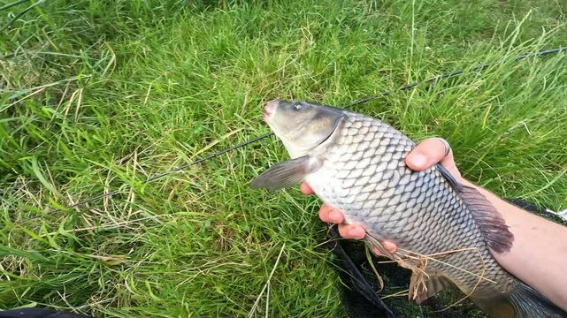 Fisherman holding Common Carp (Cyprinus carpio) in landing net on green grass, catch and release fishing concept
