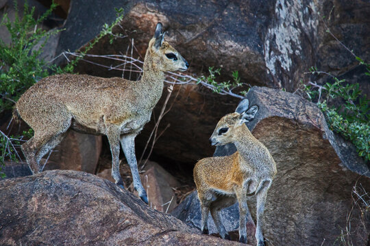 Klipspringer (Oreotragus oreotragus) ewe with lamb 9838