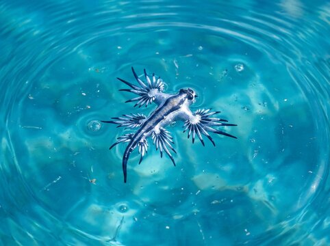 Exotic Blue Dragon Sea Slug Floating on Clear Water Surface