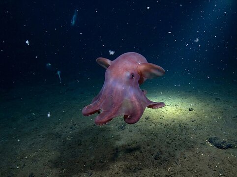 Rare Grimpoteuthis Dumbo Octopus Swimming in the Deep Sea