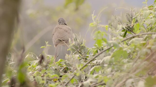 A Colombian chachalaca perched on top of a tree