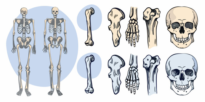 Skeletal System Diagrams Detailed Vector Illustration On White Background