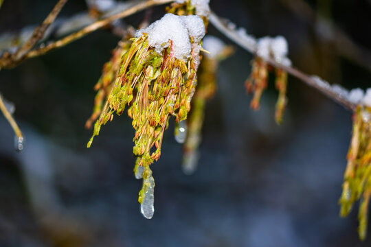 Boxelder maple catkins covered in fresh white snow and melting ice, fragile spring bloom caught in an unexpected late April cold snap against a soft natural blurred background