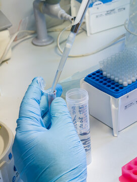 Brussels, Belgium. Pipetting extracted food sample into microcentrifuge tube during GMO DNA extraction procedure