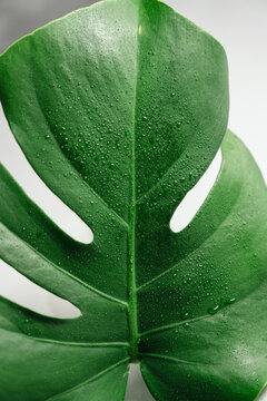 Monstera leaf with water droplets, tropical botanical texture and freshness concept