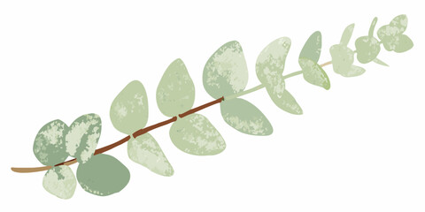 Watercolor eucalyptus branch with muted green leaves on a white background © Shuvra Majumder