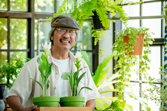 Mature man caring for ornamental plants indoors highlighting gardening relaxation environmental awareness and healthy living for commercial campaigns. 