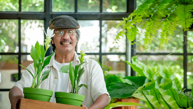 Happy senior man holding potted plants in a bright home representing healthy aging indoor gardening wellness and active lifestyle with copy space for advertising. 