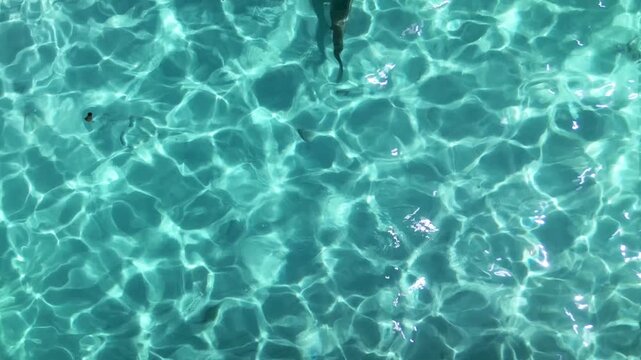 Blacktip reef shark swimming in turquoise lagoon