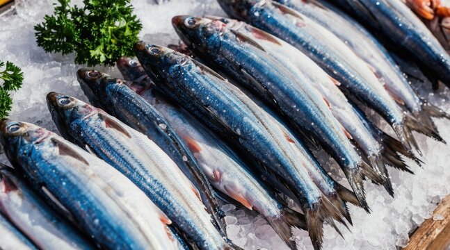 Fresh sea capelin fish arranged on ice at a market stall. These small, silver fish are a healthy seafood choice. Ready for sale and cooking, they represent a delicious ocean catch.
