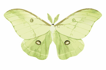 Green Butterfly Watercolor Illustration With Detailed Wing Patterns And Black Eyespots © Anik