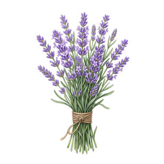 Obraz premium Lavender Bouquet Illustration Isolated on White