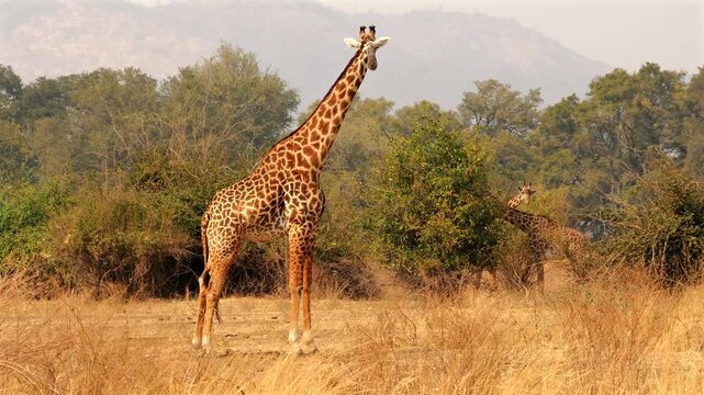 Maisai giraffe, Giraffa camelopardalis tippelskirchi, in savannah, ruminating 045   
