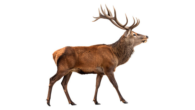 Magnificent adult red deer stag standing with large antlers isolated on transparent background cut out