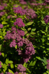 Fototapeta premium Flowers in a botanical garden on a sunny summer day. Concept: Plant care in a city park, attractions for tourists interested in biology and gardening