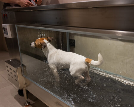 A Jack Russell Terrier walks on a treadmill in the water. Animal rehabilitation.