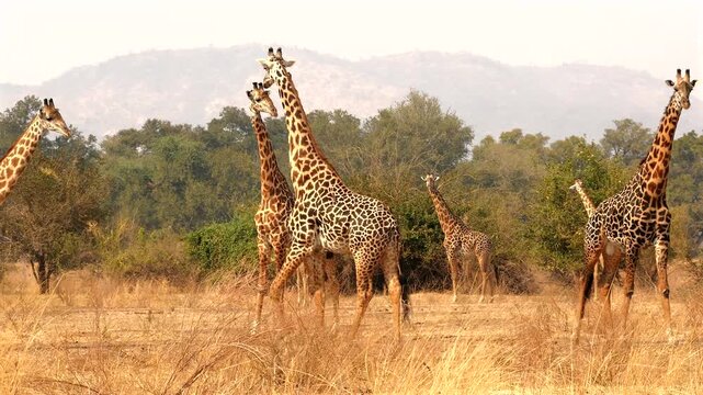 4 Masai giraffes, Giraffa camelopardalis tippelskirchi, walking together 055a   
