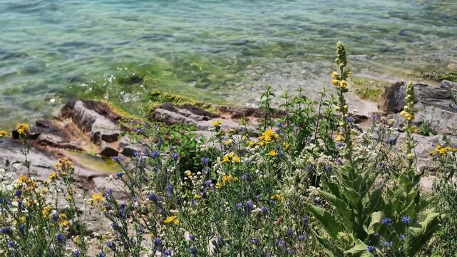 Waves moving on the pebbles beach, with flowers at forefront - Garda Lake, Bardolino, Italy.