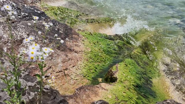 Waves moving on the pebbles beach, with flowers at forefront - Garda Lake, Bardolino, Italy.