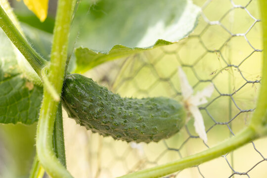Close-up of a cucumber on a vine