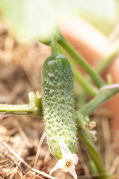 Close-up of a cucumber on a vine