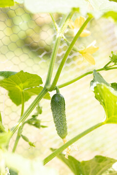 Close-up of a cucumber on a vine