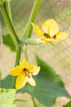 Bees are pollinating the cucumber flowers in the garden