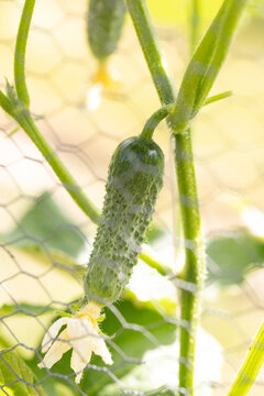Close-up of a cucumber on a vine