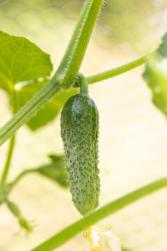 Close-up of a cucumber on a vine