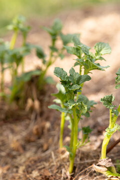 Growing potatoes covered with mulch. Natural farming
