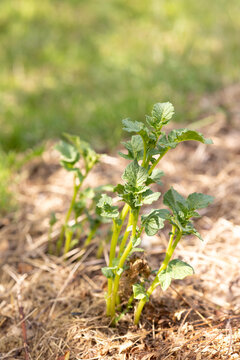 Growing potatoes covered with mulch. Natural farming