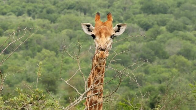portrait of giraffe behind a thorny bush 808

