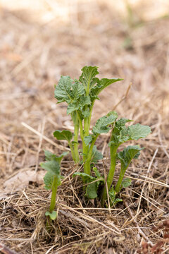 Growing potatoes covered with mulch. Natural farming