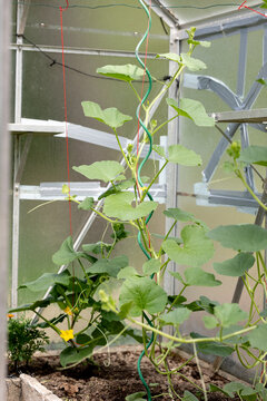 Cucumber vines in a greenhouse