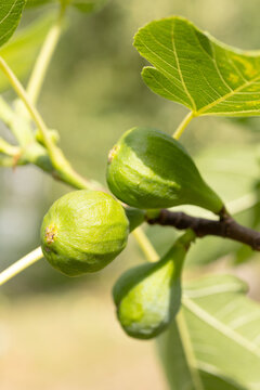 Figs on a tree branch