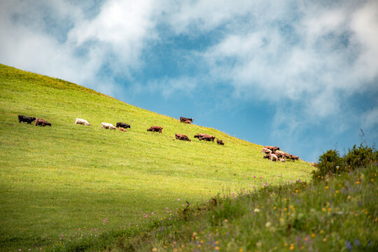 cows in the field