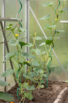 Cucumber vines in a greenhouse