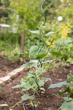 Cucumber vines in a greenhouse