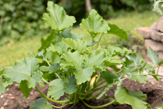 Growing Zucchini. Natural Farming