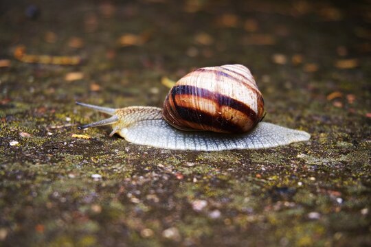 Roman snail crawling on the wet mossy stone surface