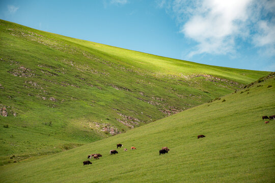 landscape with green grass and blue sky